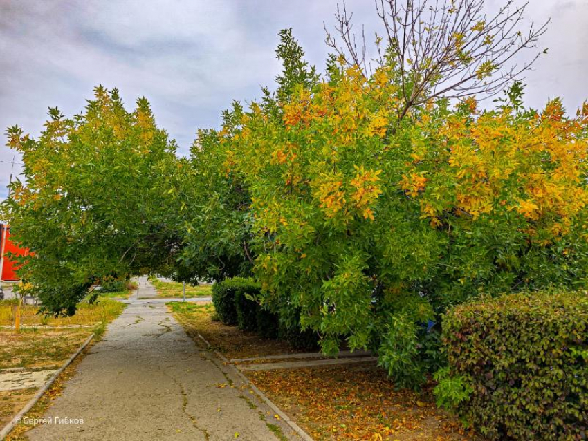 Бабье лето на подходе: несколько по-летнему теплых дней ожидает Волгодонск 