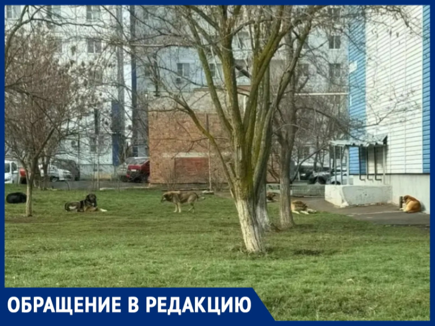 «Агрессивные собаки - хозяева двора!»: жители многоэтажки не могут спать из-за воя псов и боятся за детей