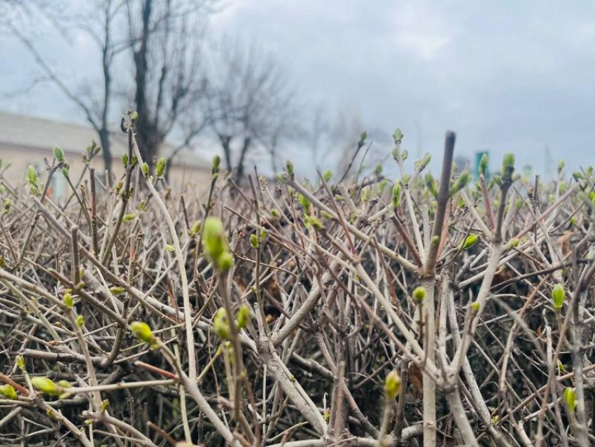 Пасмурный и прохладный денек ожидает волгодонцев сегодня