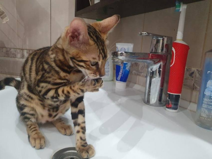 10 дней без горячей воды: Волгодонск ждут большие гидравлические испытания