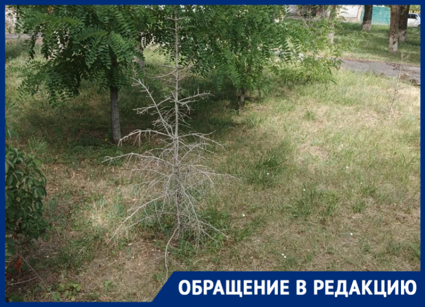 «Стоят мёртвые»: жители Волгодонска жалуются на погибшие ели в сквере Лесников