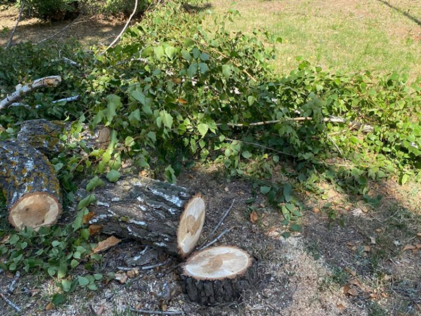 Больше десятка опасных деревьев спилили на территории Волгодонска 
