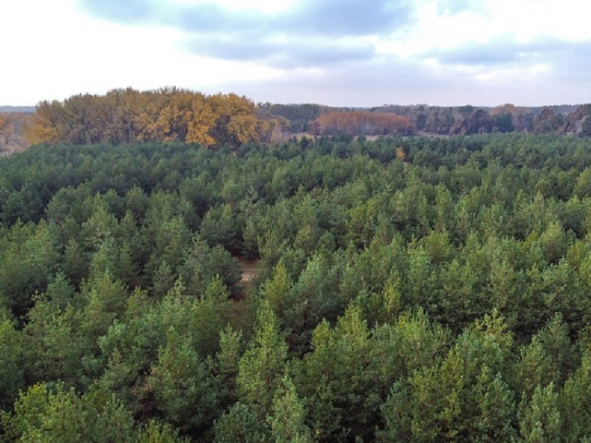 Как после войны окрестности будущего Волгодонска засадили лесами