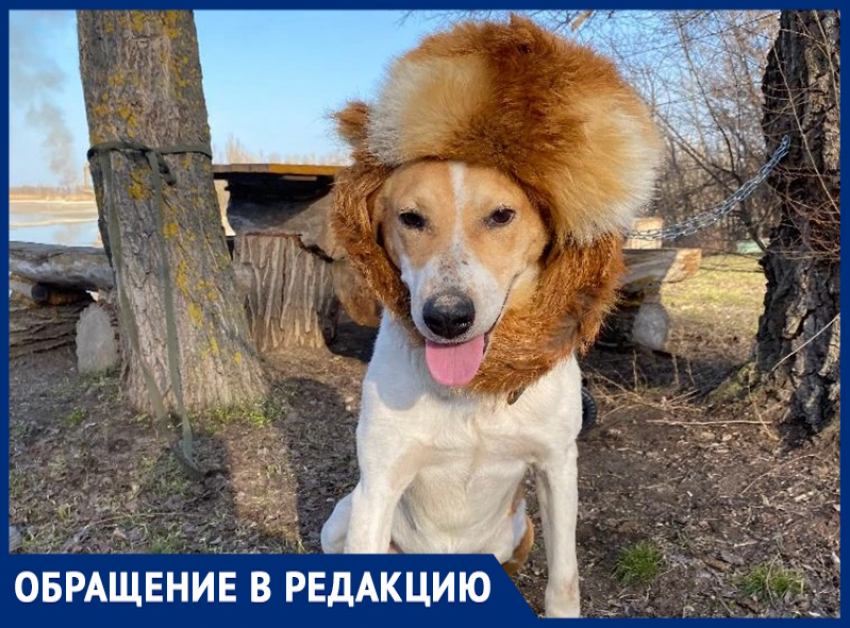 «Вышла из леса на окраине Романовской после погони»: редкая собака породы русская пегая гончая осталась без хозяина 