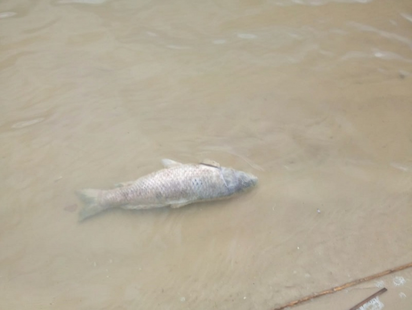 Мор рыбы зафиксировали волгодонцы на Сухо-Соленовском заливе