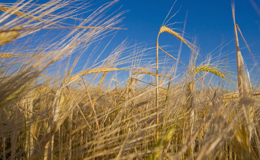 В четверг Волгодонск накроет сильный ветер и почти 30-градусная жара