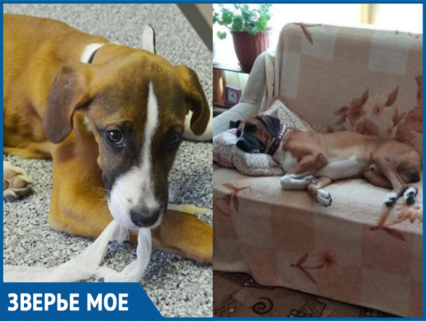 За три года из брошенного и истощенного щенка добрые волгодонцы вырастили упитанного пса