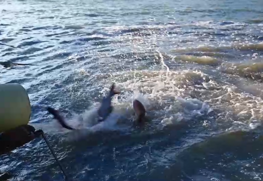 На Ростовской АЭС выпустили в водоём-охладитель восемь тонн рыб-камышеедов