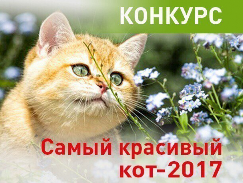 Заканчивается прием заявок в конкурсе «Самый красивый кот-2017»