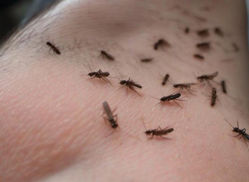 Два волгодонца заболели лихорадкой Западного Нила: ее переносят комары