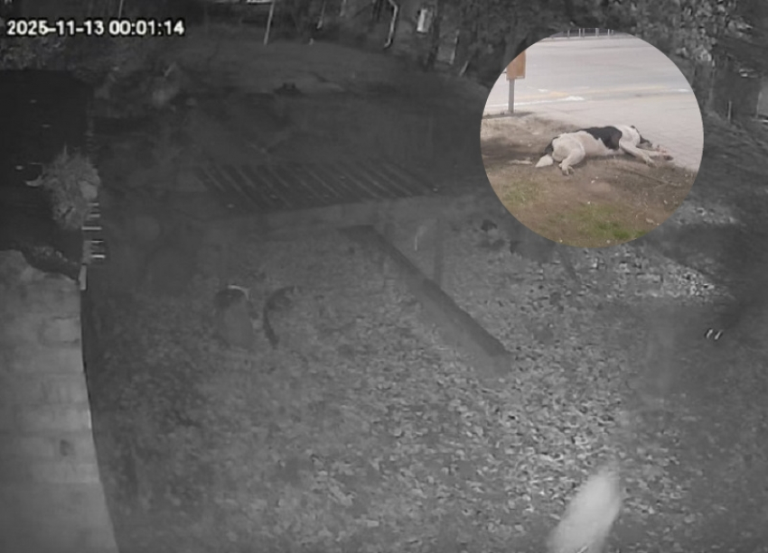 Стая одичавших собак растерзала домашнего кота Марсика на Морской, псы уже нападают и на людей