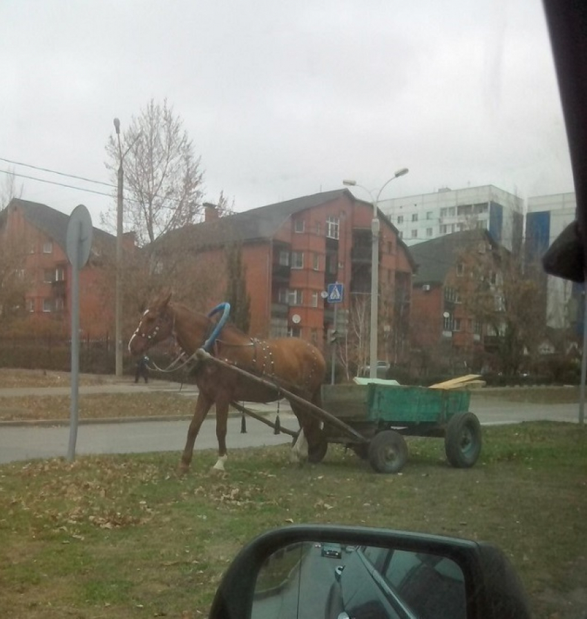 Волгодонец припарковал лошадь с телегой прямо посреди улицы Гагарина