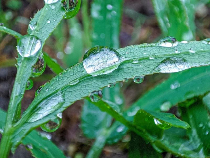  С небольшого дождя начнется последняя неделя июля в Волгодонске