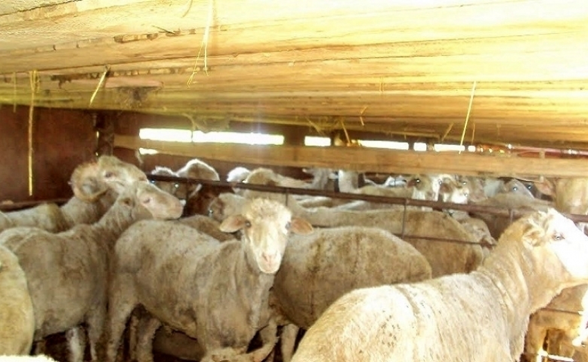 В Ремонтненском районе поймали контрабандных овечек