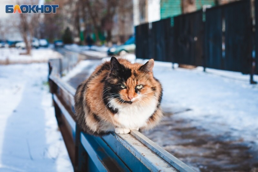 С морозного и ясного дня начнется новая неделя в Волгодонске 