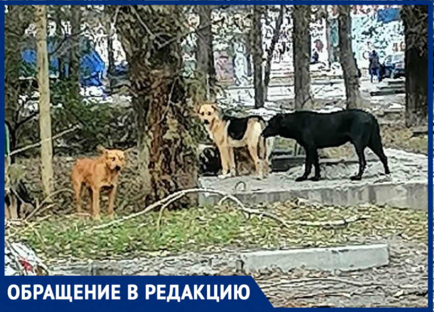 Бродячие собаки на улице Морской в Волгодонске кидаются на прохожих