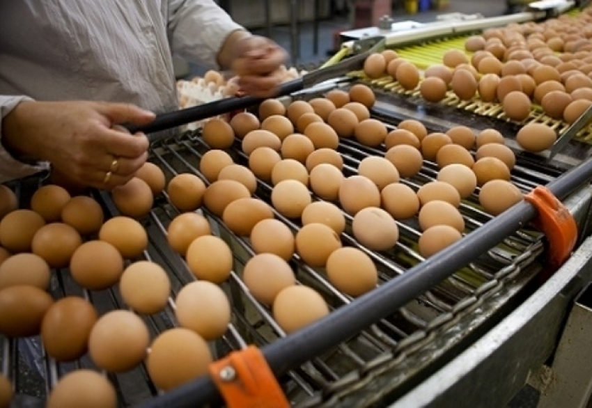 В Волгодонском районе воспитанников детского сада кормили контрафактными яйцами