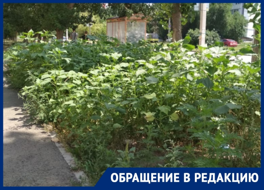 «Город джунглей»: Волгодонск продолжает зарастать травой