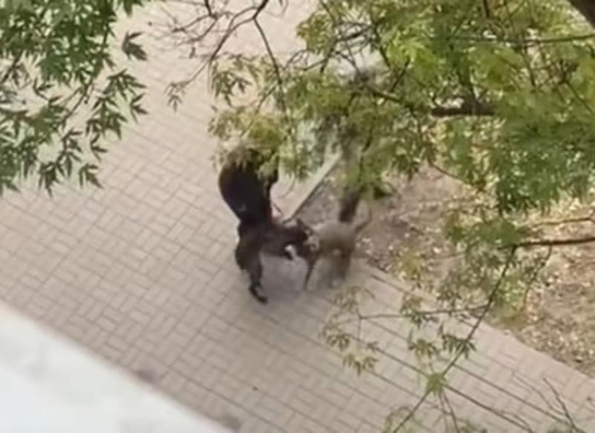 «Мы боимся выйти из дома!»: агрессивный пес устроил кровавую расправу в Волгодонске 