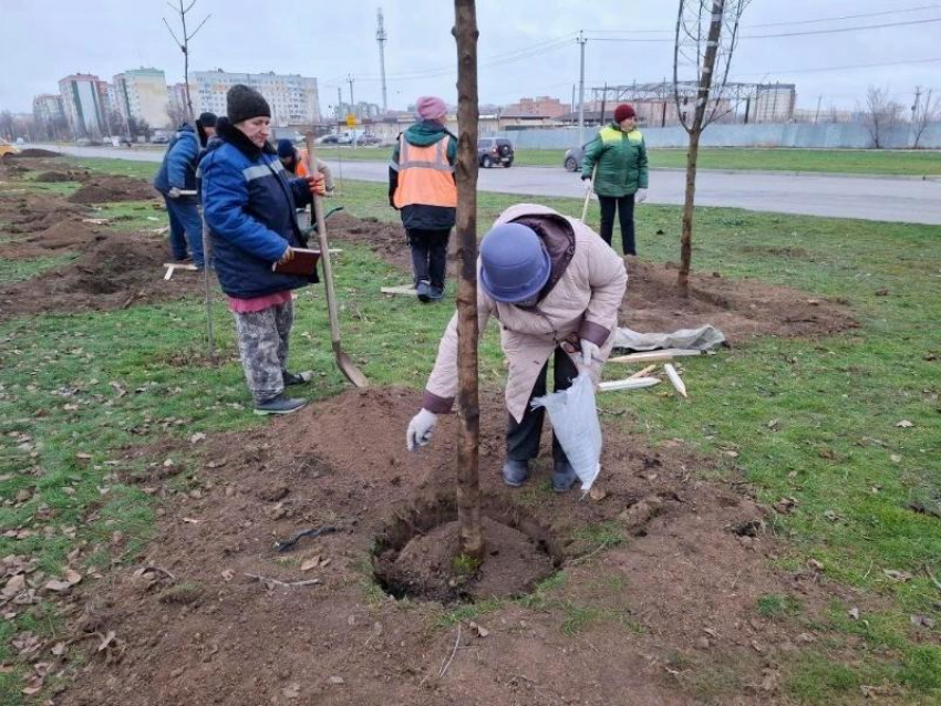 «Мороз не страшен»: отдел охраны окружающей среды Волгодонска заверил, что саженцам ничего не грозит