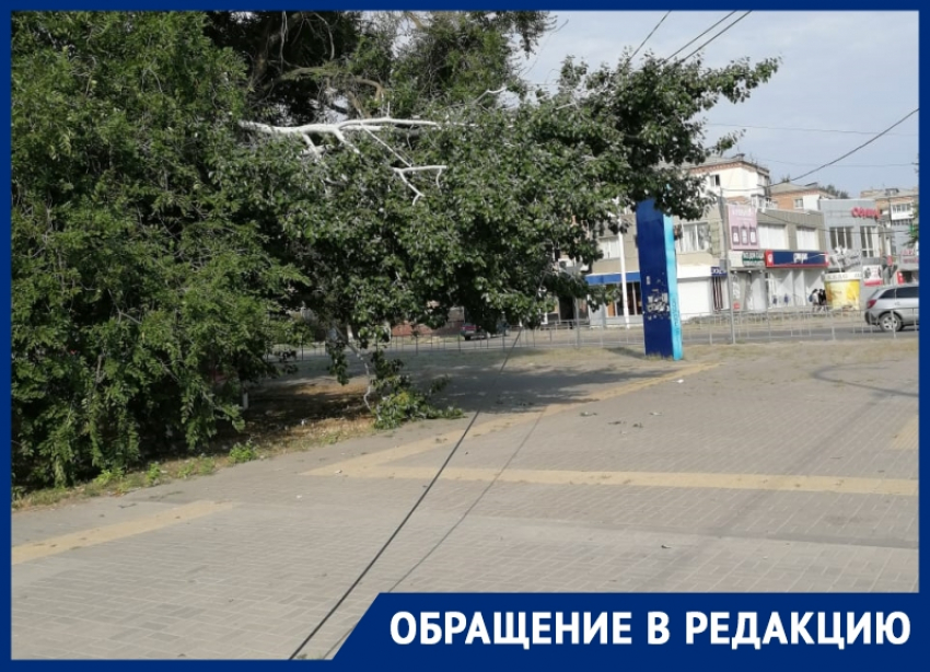 «Зато живые липы спилить - раз плюнуть»: напротив вокзала в Волгодонске деревья оборвали провода