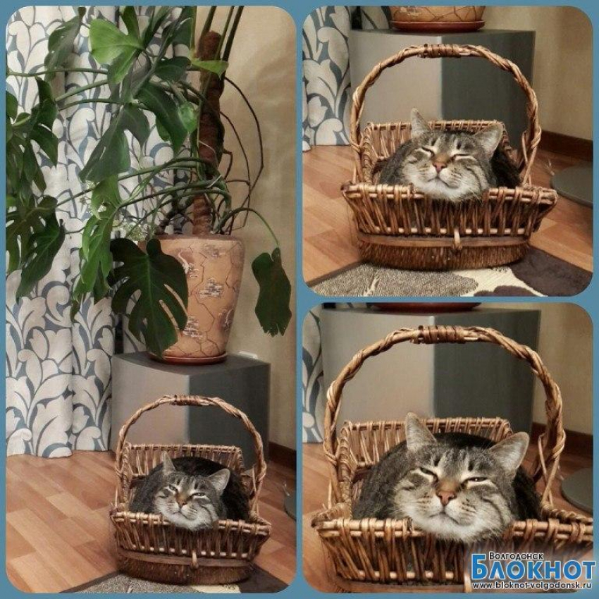 Моисей — двадцатый участник конкурса «Самый красивый кот Волгодонска»