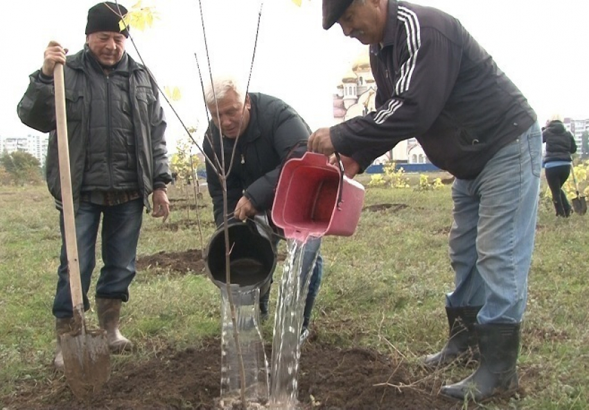  В Волгодонске на поле между В-6 и В-7 высадили сотни деревьев