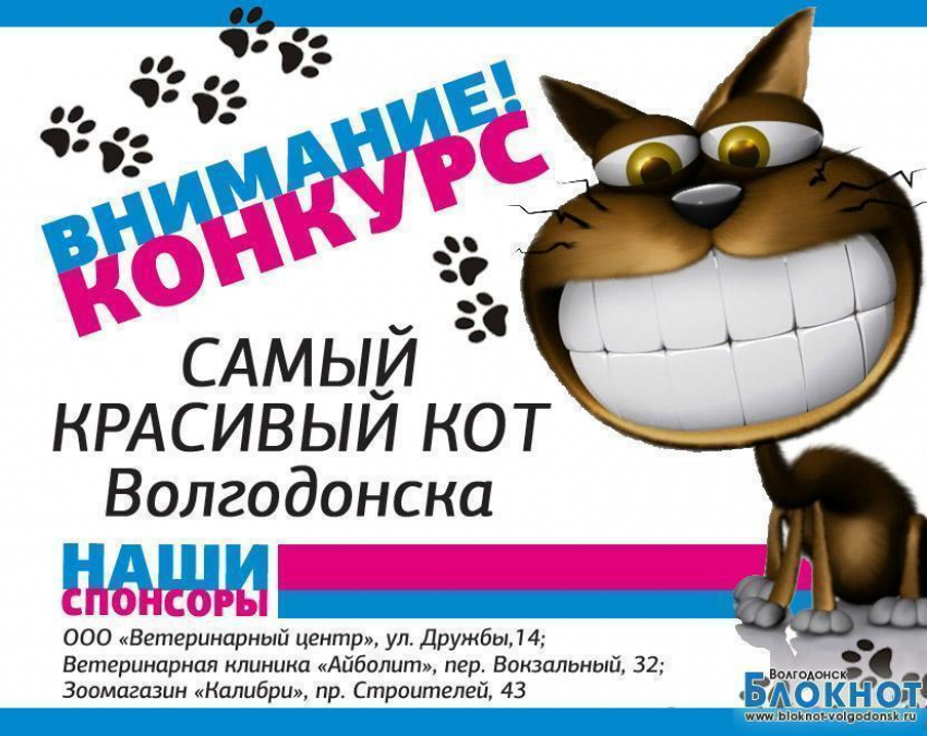 «Блокнот» предлагает выбрать самого красивого кота Волгодонска