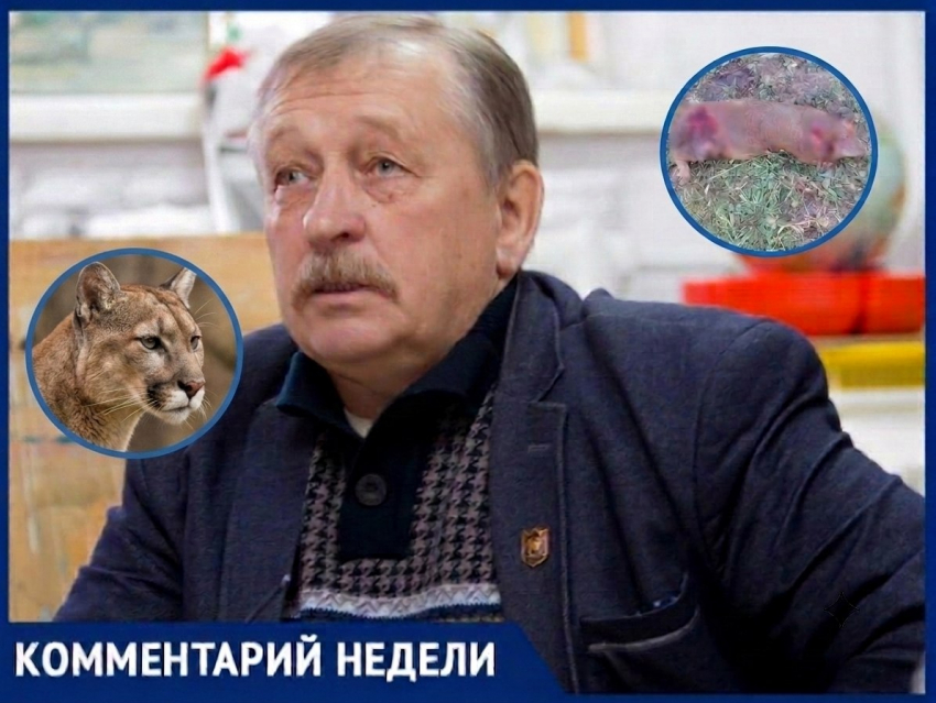 «Это совершенная машина для убийства»: эксперт Александр Липкович о пуме в Цимлянском районе 