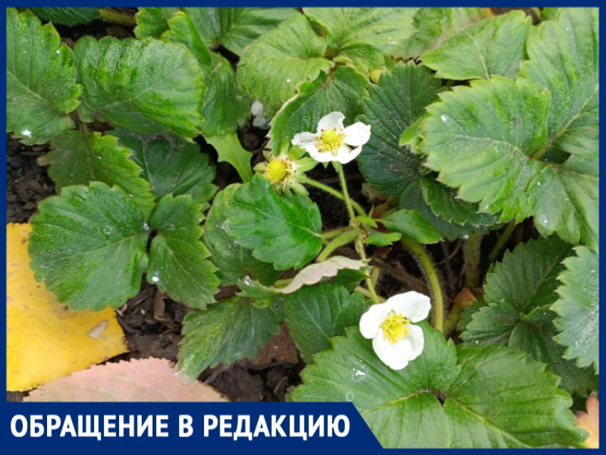 Ботаническое чудо: в Волгодонске зацвела клубника, читатели делятся редким явлением