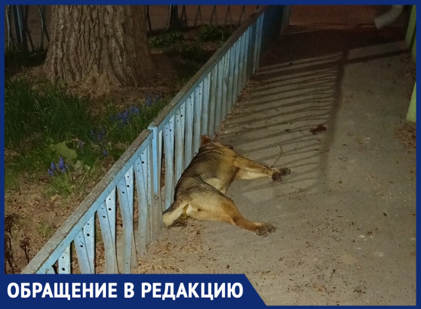 «Рядом с администрацией лежит мертвая собака с пеной из пасти»: волгодонец