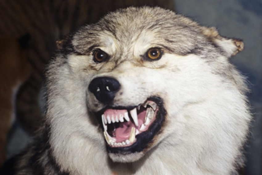 Под Волгодонском мужчина голыми руками задушил бешеного волка, напавшего на его пса