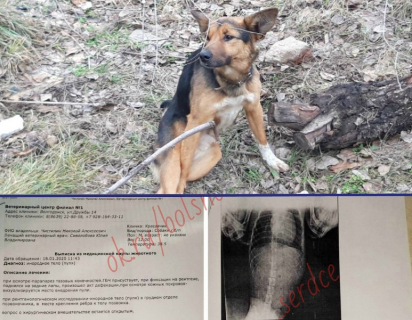 В Волгодонске неизвестные расстреляли беззащитного молодого пса и бросили его умирать