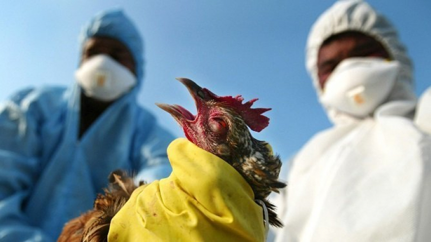 Волгодонцев просят быть осторожными при покупке птиц на стихийных рынках из-за птичьего гриппа 