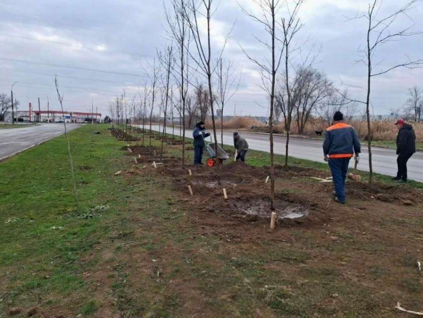 1,5 миллиона на воду: Департамент городского хозяйства уверяет, что на полив деревьев денег хватит 