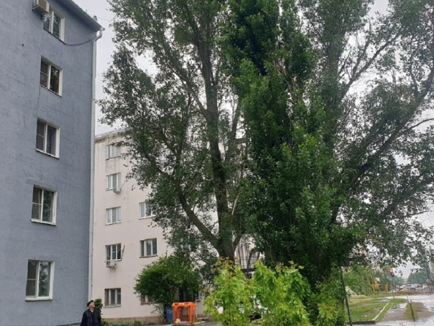 «Чертов тополь» на Маяковского кронируют после обращения в «Блокнот»