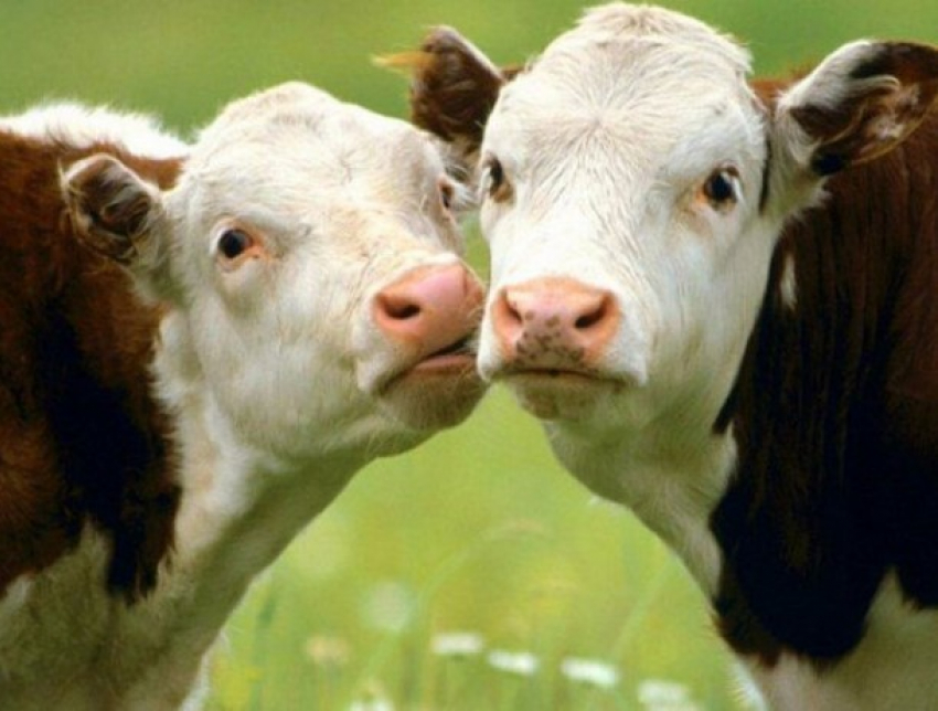 «Ящур угрожает»: волгодонцам советуют провести вакцинацию крупного рогатого скота