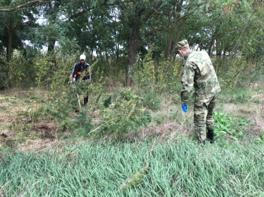 Более тонны конопли уничтожили в Волгодонске за лето