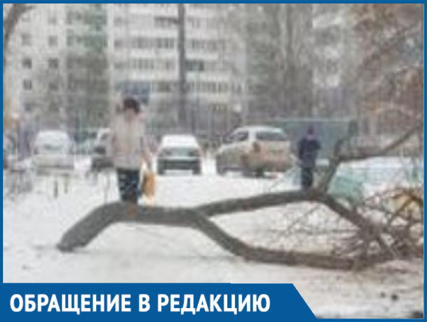 Коммунальщики бросили спиленное дерево и перекрыли въезд во дворы на улице Энтузиастов в Волгодонске 