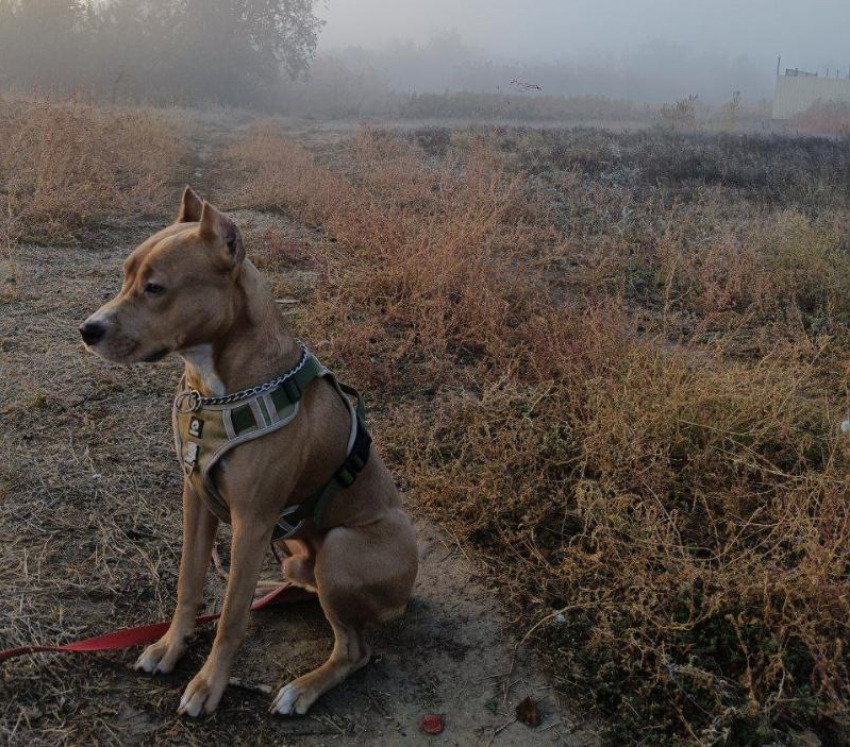 Волгодонские ветеринары рассказали, как правильно гулять с собакой в дождливую пору