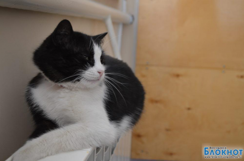 Мусильда — четвертая участница конкурса «Самый красивый кот Волгодонска»
