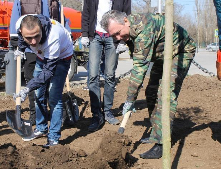 Одаренная молодежь высадила клены и туи в сквере возле администрации Волгодонска