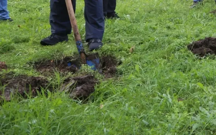 Пузыреплодник, снежноягодник и многие другие растения посадят на самых крупных улицах Волгодонска