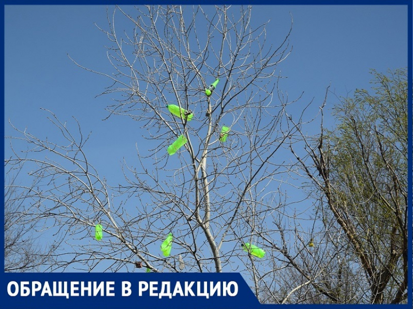 «Кто будет убирать «бутылочные деревья» на набережной за В-9?»: волгодонец