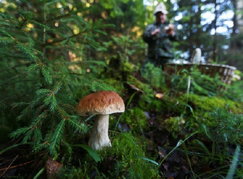 Семейная пара из Волгодонска отравилась грибами