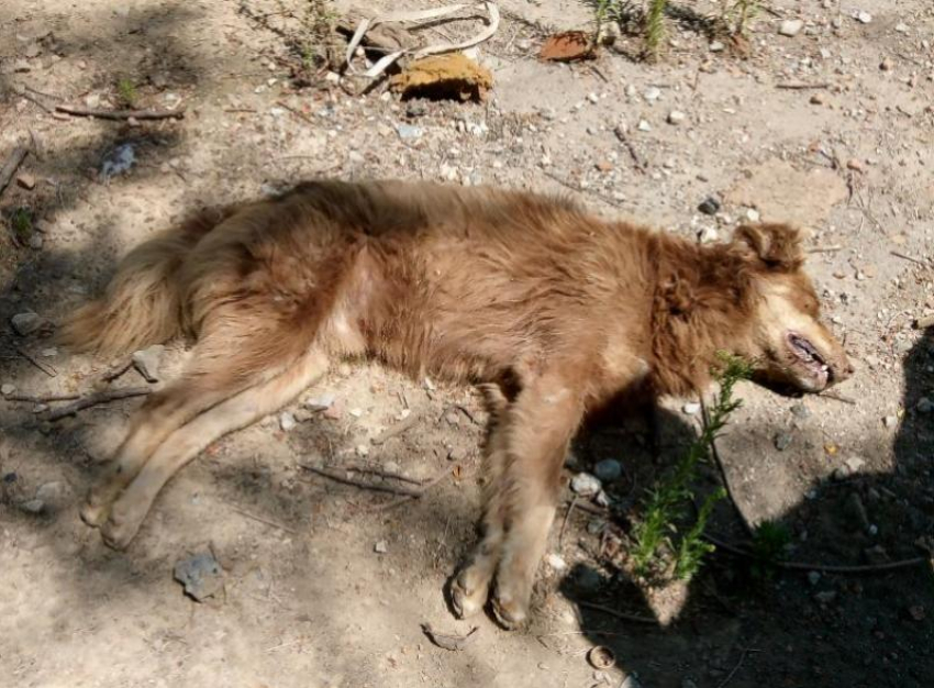 В следующем году Волгодонск потратит 200 тысяч рублей на кремацию погибших животных