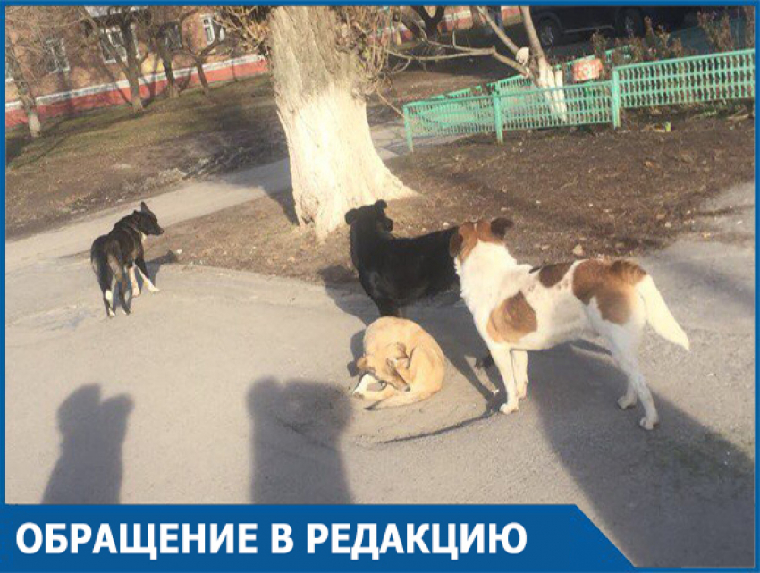 Младшеклассники спаслись от своры бродячих собак в магазине в центре Волгодонска 