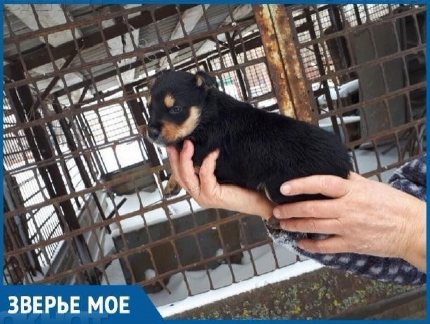 В Волгодонске нашли место для строительства приюта для безнадзорных животных