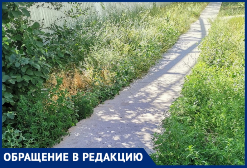 «Все заросло травой и мусором»: волгодонцы просят покосить амброзию на улице Гагарина