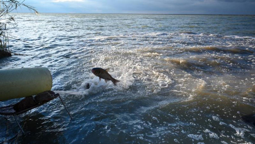 Голодные рыбы-камышееды продолжат пожирать зелень в водоеме Ростовской АЭС